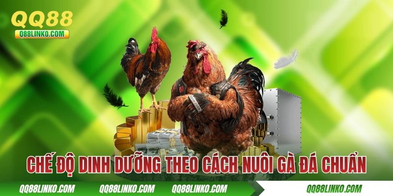 Chế độ dinh dưỡng theo cách nuôi gà đá chuẩn