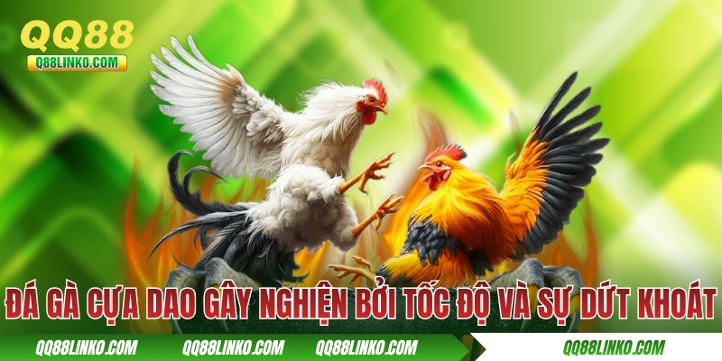 Đá gà cựa dao gây nghiện bởi tốc độ và sự dứt khoát